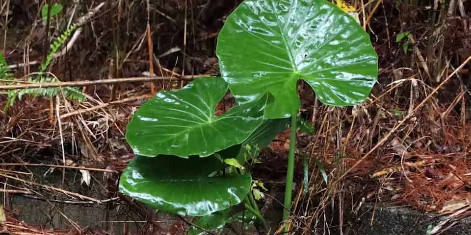 ヤンバル 北部