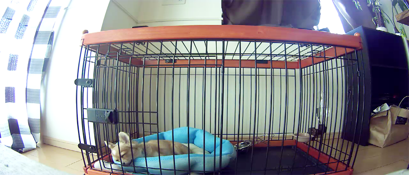 これで安心 ペット見守りアプリを設置して 留守番中のワンちゃんの動向をチェックしてみた 株式会社プロトソリューション